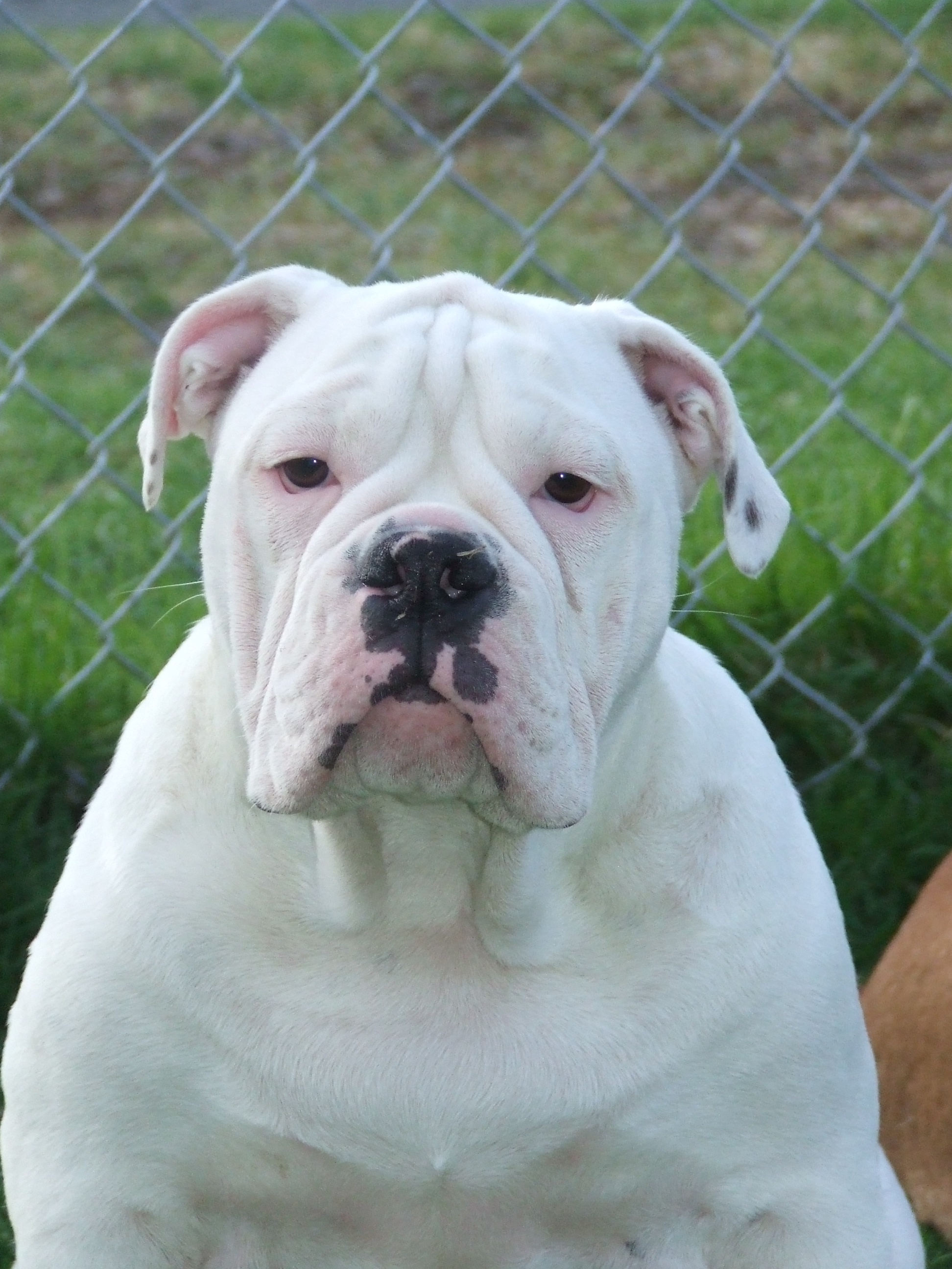 Jag aussie best sale bulldogs for sale